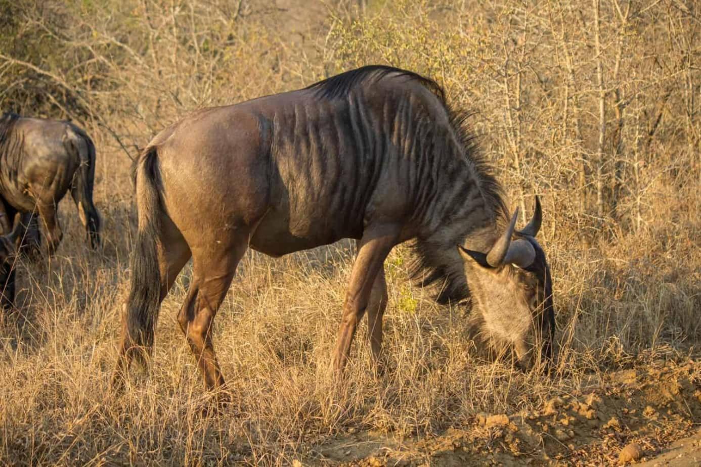 Ndlovu Log Home Dinokeng Klipdrift Ngoại thất bức ảnh